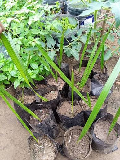 Seedling Nursery